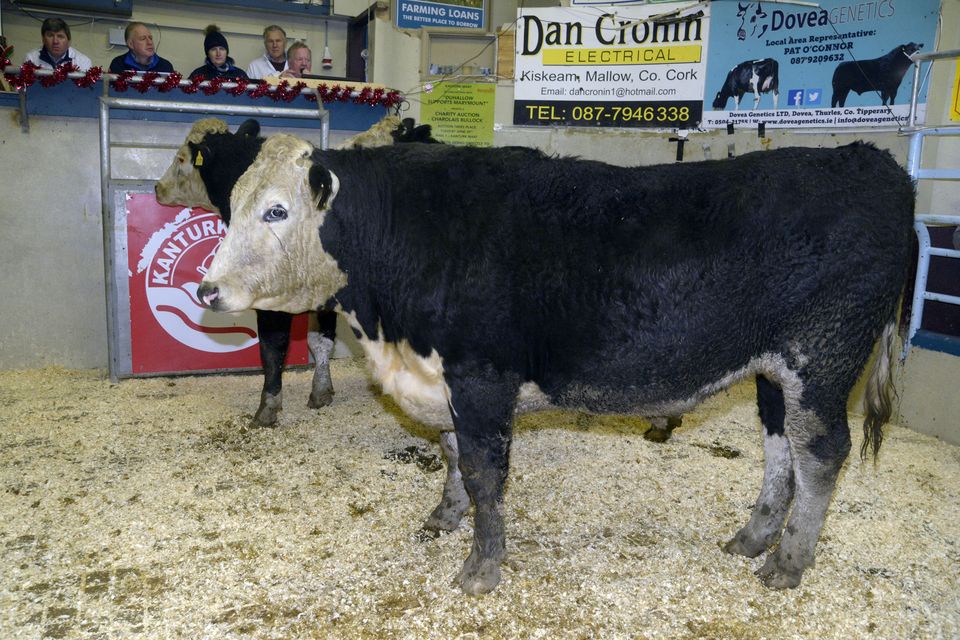 The traditional pen of bullocks class winners at Kanturk, owned by Jeremiah Lehane, included this 765kg March 2023-born steer, which sold for €1,960. Photo: Denis Boyle